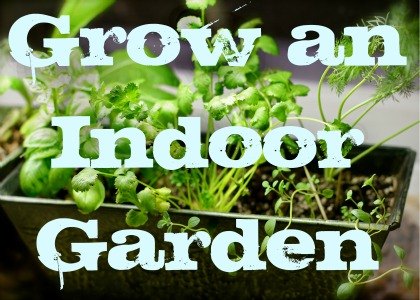 My Apartment Garden: How to Grow an Indoor Herb or Vegetable ...