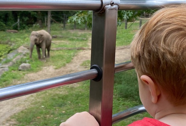 Things to do in NYC on a staycation: Bronx Zoo