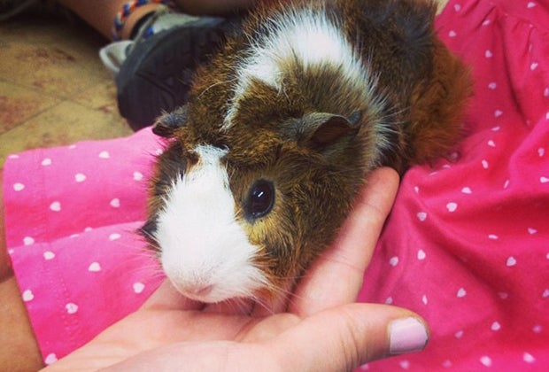 Cuddle a guinea pig at The Art Farm, a petting zoo in NYC