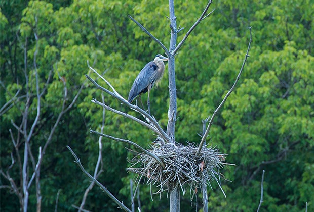 This photo shows a nesting bird at Rocky Hill wildlife sanctuary.