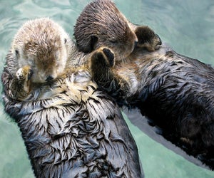 Sea otters really don't want to get lost! Photo courtesy Joe Robertson/CC BY 2.0