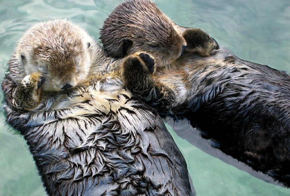 Sea otters really don't want to get lost! Photo courtesy Joe Robertson/CC BY 2.0