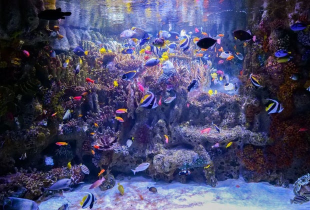 Image of the fish kids can see at the New England Aquarium