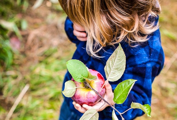 Image of child picking an apple - Apple Picking Near Boston