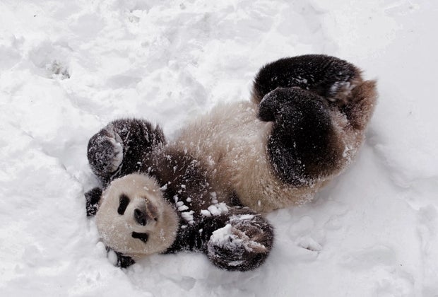 Giant panda at the National Zoo
