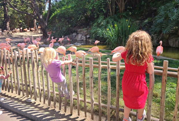 Secrets of the LA Zoo: flamingos la zoo