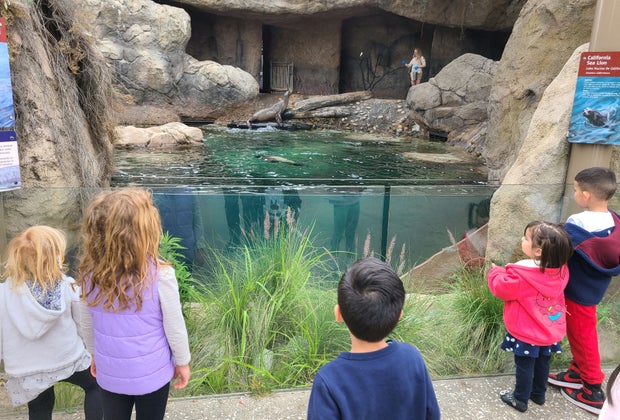 Secrets of the LA Zoo: Sea Cliffs exhibit with sea lions and harbor seals 