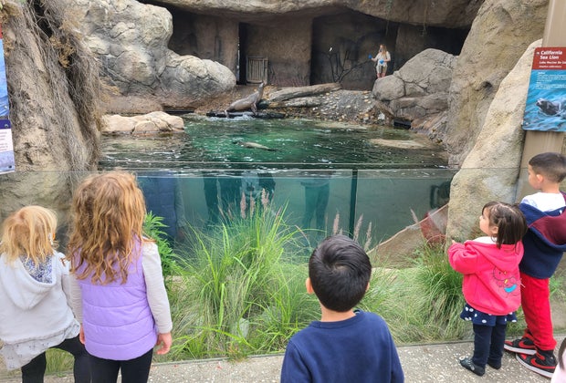 Secrets of the LA Zoo: Sea Cliffs exhibit with sea lions and harbor seals