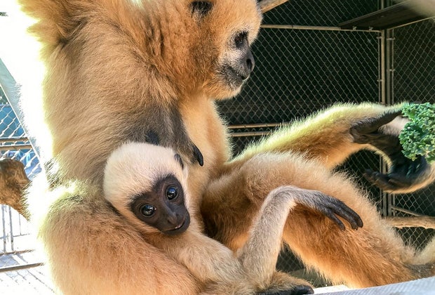 Awesome Things To Do in Santa Clarita with Kids: Gibbons Conservation Center