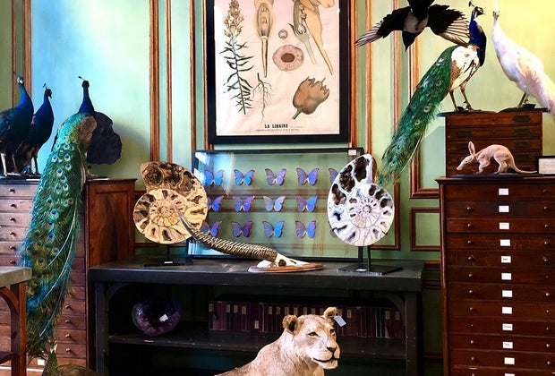 See taxidermied animals at Deyrolle House in Paris