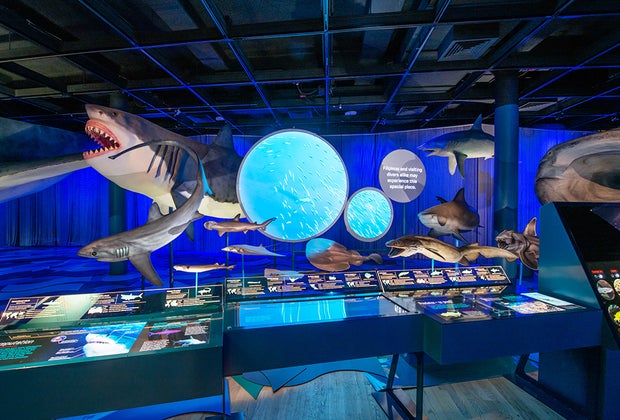 Parade of Sharks shows diversity of the species.