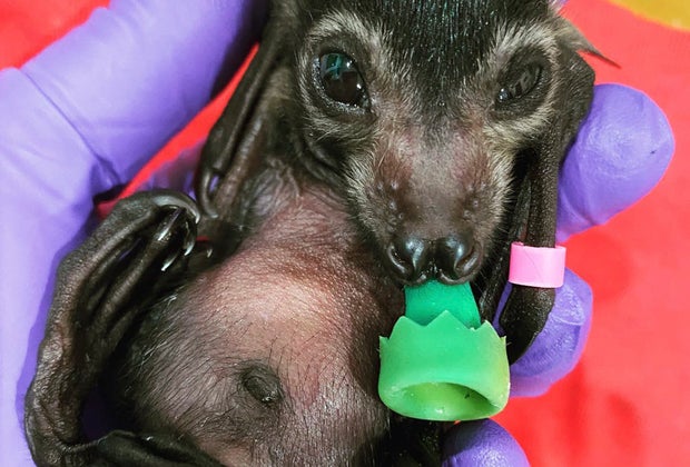 Fun Animal Facts For Kids: Bats have belly buttons!