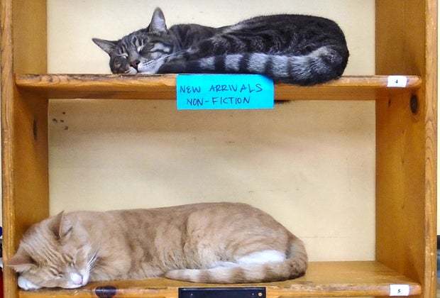 Things To Do in North Hollywood with Kids: Play with cats at Illiad Bookshop