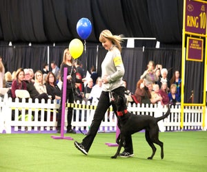 All breeds are involved in obedience at Westminster, though border collies, golden retrievers, Labrador retrievers, and German shepherds are the most popular. Photo courtesy of the event 