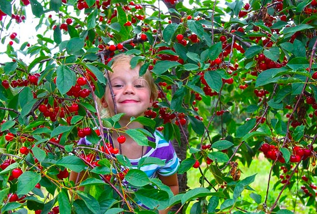 Family-Friendly Summer Weekend Getaways near Chicago: Door County