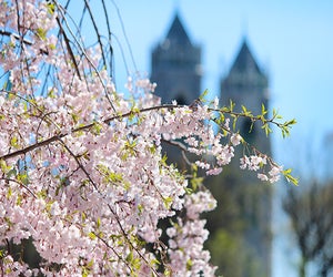 The Essex County Cherry Blossom Festival is full of springtime family fun. Video by Andre Sala