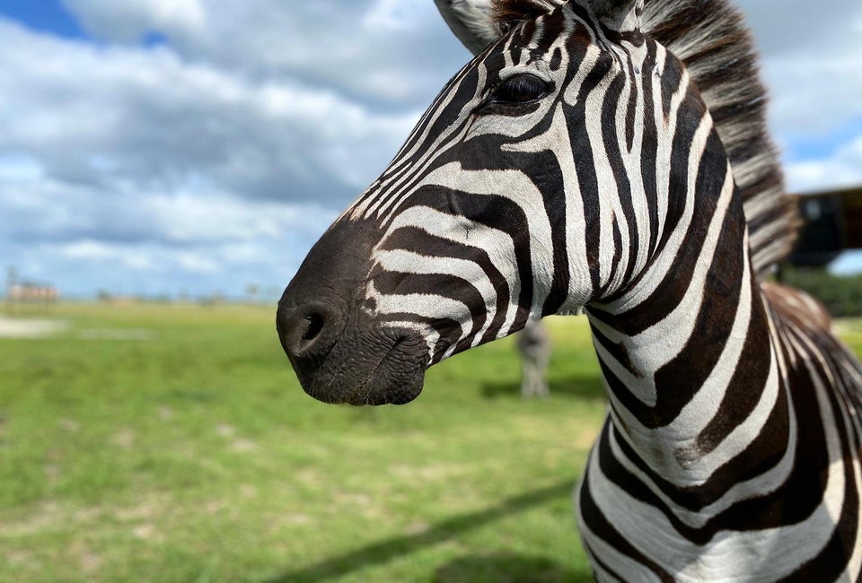 The Drive-thru Safari Park is open again! Photo courtesy of Wild Florida