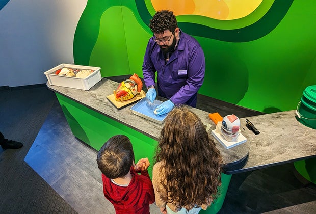 The Giant Heart is Back and Better Than Ever at the Franklin Institute