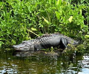 How many baby alligators can you find on Momma's back? 