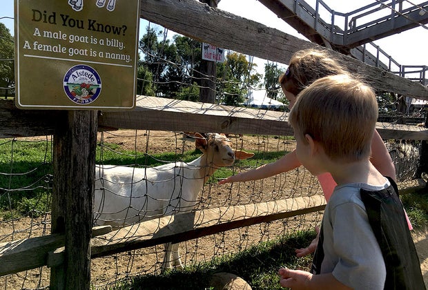Alstede Farms petting zoo
