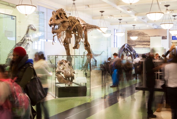 Best children's museums in NYC: AMNH