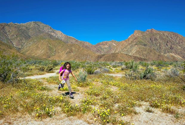Spring in Los Angeles: See wildflowers in the desert.