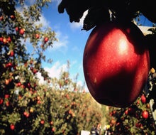 Pick from a number of apple varieties at Hudson Valley orchards. Photo by Leslie Seaton via Flickr