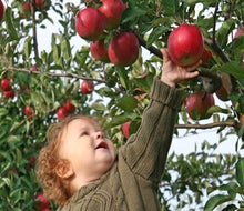Nothing says fall like apple picking, and believe it or not, there's great apple picking near LA!