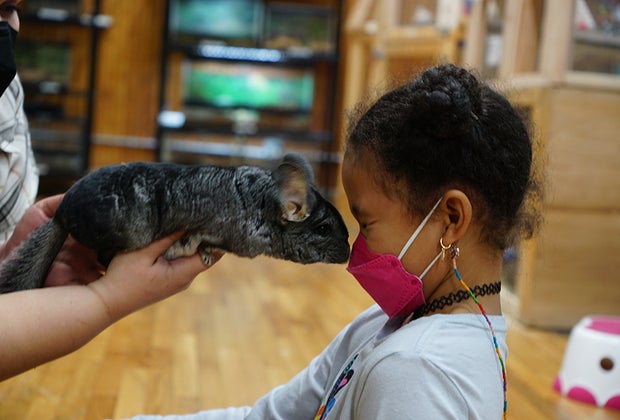 Get a whisker kiss from Minnie the chinchilla at The Art Farm
