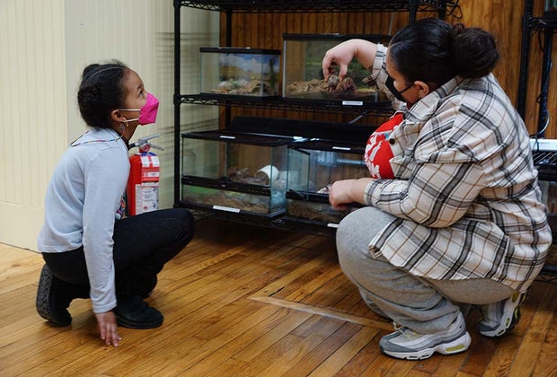 Looking at the hermit crabs at The Art Farm