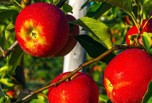 close-up of apples on the tree