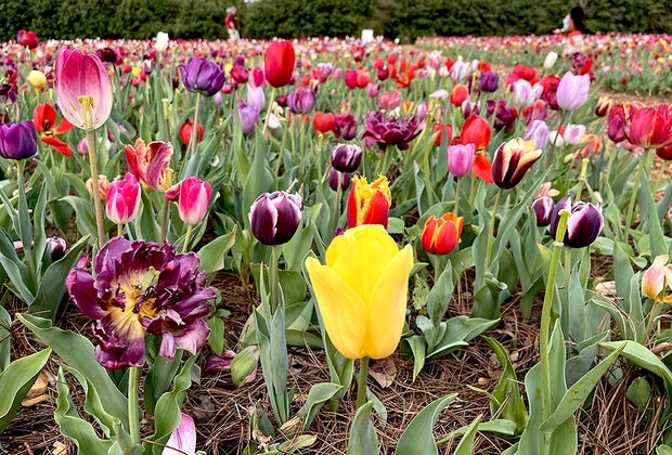 Callaway Farms Tulips