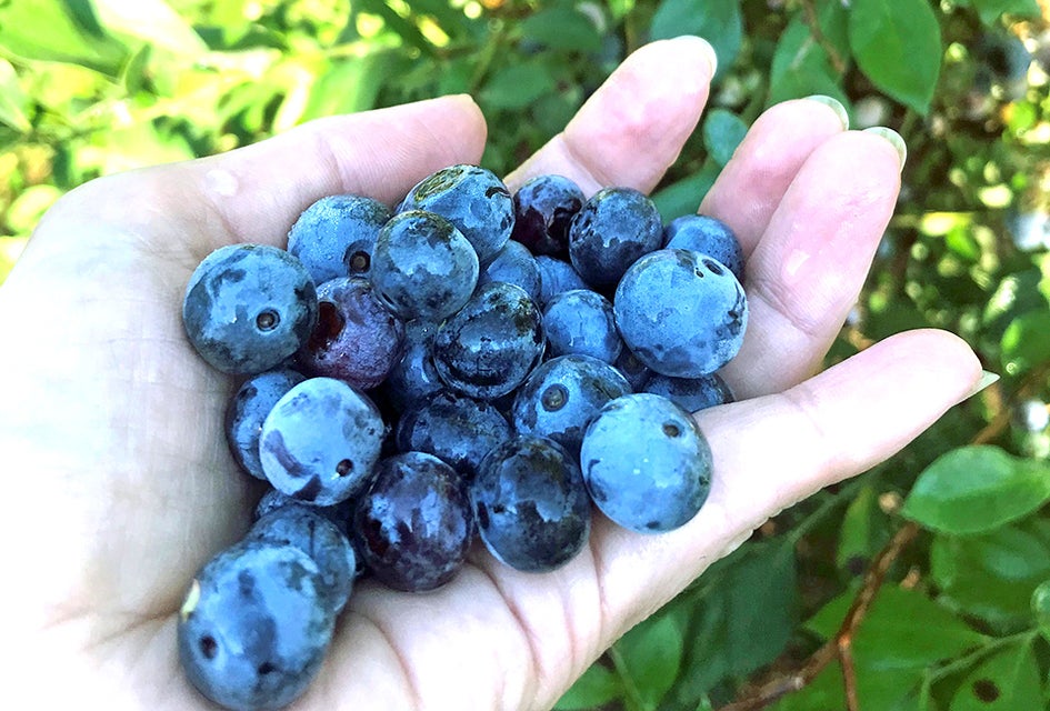 The only thing better than picking blueberries is eating them! Photo by Rebecca Leffler
