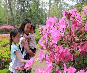 The Azaela Trail is back, and this weekend is the weekend to check it out at Rienzi and Bayou Bend./Photo courtesy of the Museum of Fine Arts, Houston.