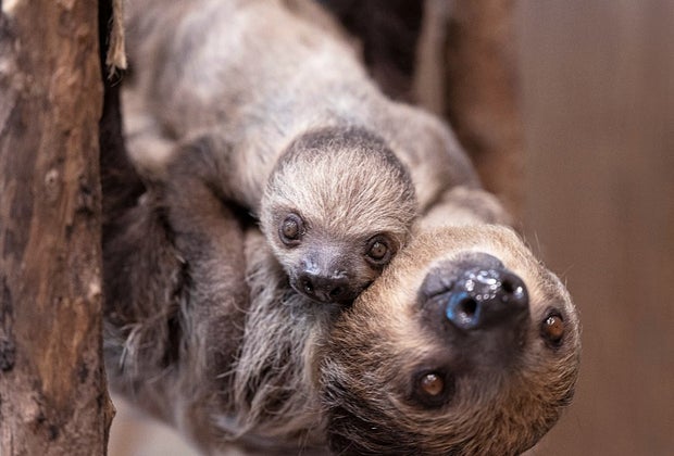 adorable baby sloth with mama sloth