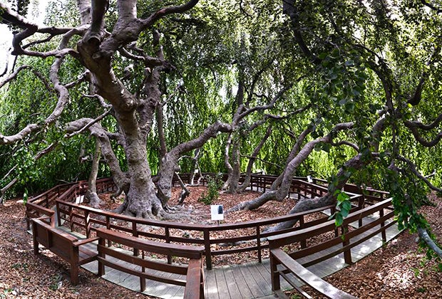 Bayard Cutting Arboretum offers a lovely spot to go hiking on Long Island