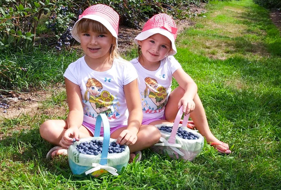 Fill your baskets with delicious treats when berry picking and peach picking at Connecticut farms. Photo courtesy of Belltown Hill Orchards