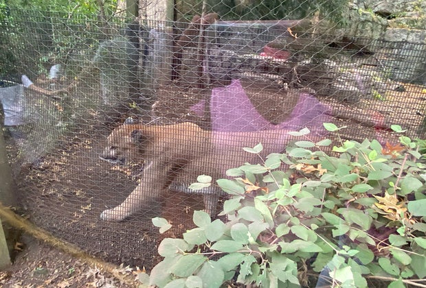 Playful mountain lions in their den at the Bergen County Zoo
