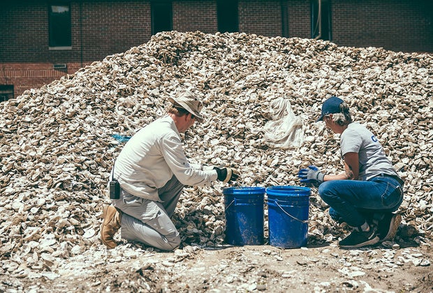 Oyster farmers