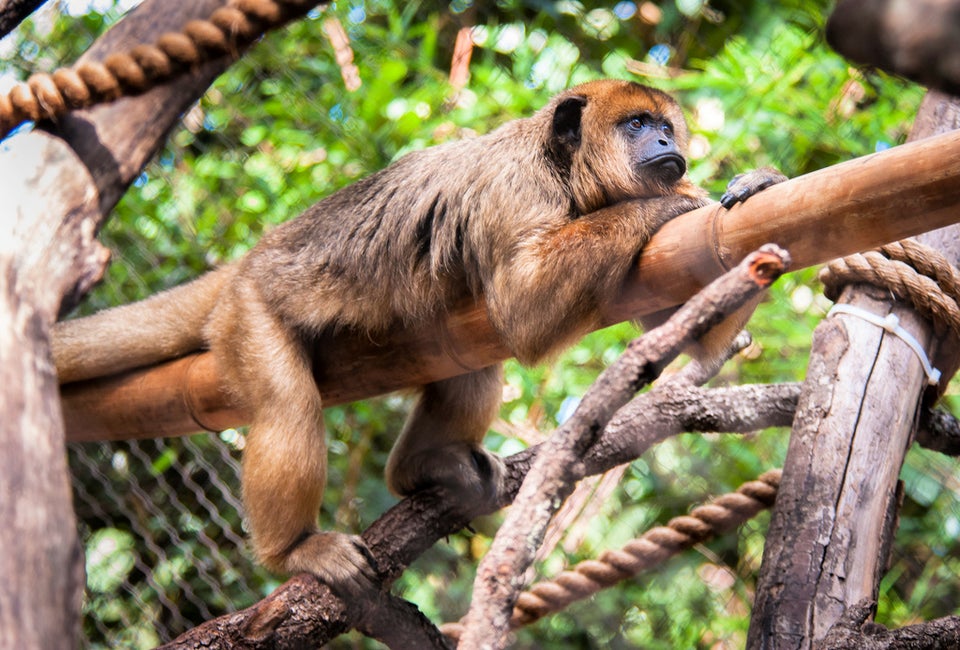 Howler monkey. Photo courtesy of Houston Zoo