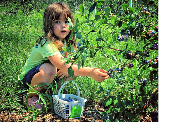 Photo of a child picking berries - Best summer day trips from CT