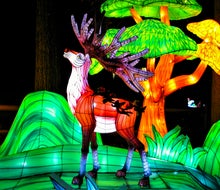 Things are lighting up with these must-do Christmas events around Boston in 2025! Festival of Illumination at the Southwick Zoo. Photo by Heart Lover 1717/ Flickr  2.0