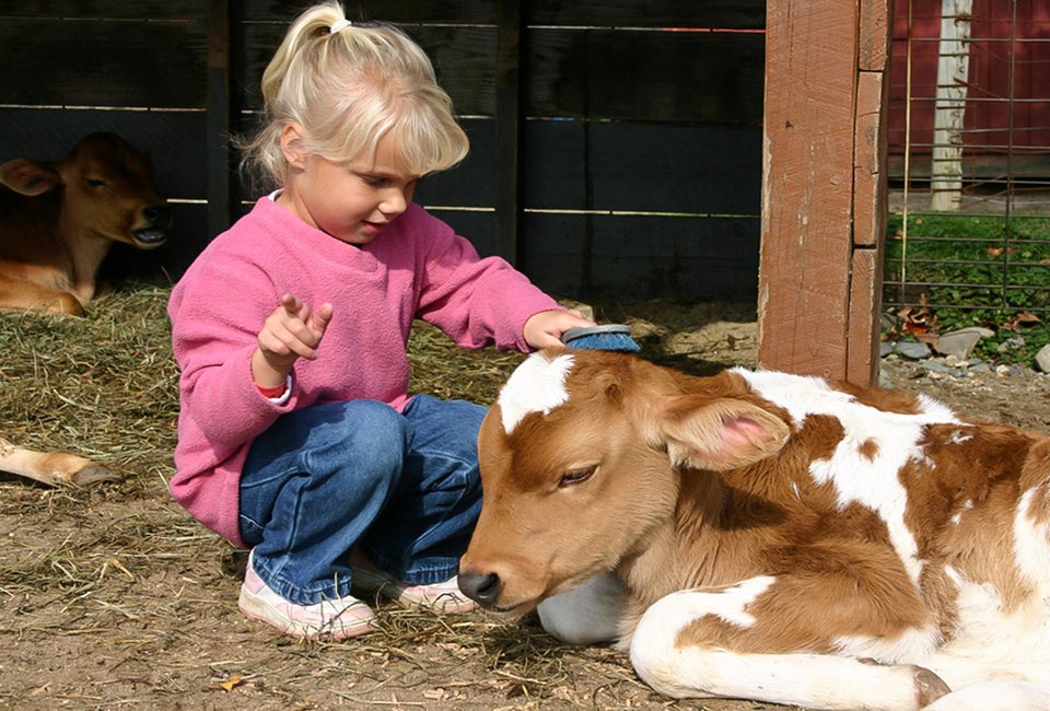 Kids can see (and sometimes touch!) animals up close at Greater Boston's farms and petting zoos! Photo credit: Davis Farmland Sterling, MA
