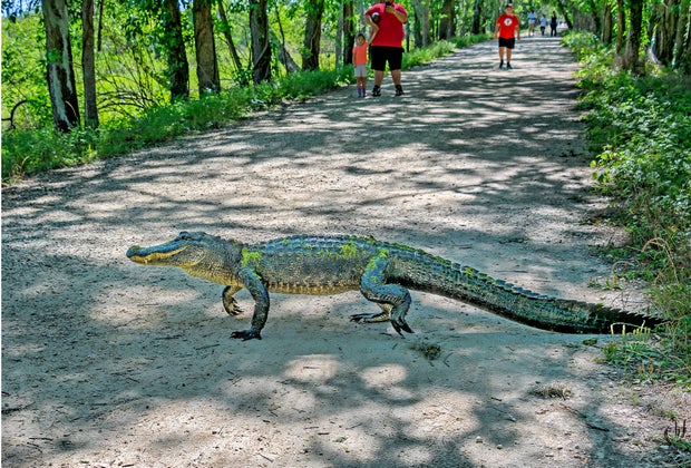 An alligator crosses Spillway Trail in Brazos Bend State Park