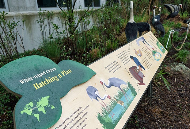 Animal Chronicles at the Bronx Zoo: White naped crane display