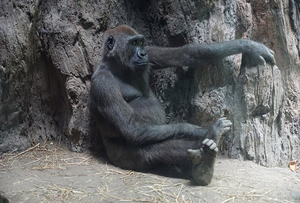 Bronx Zoo Gorillas 25 Free Things To Do in NYC This Winter