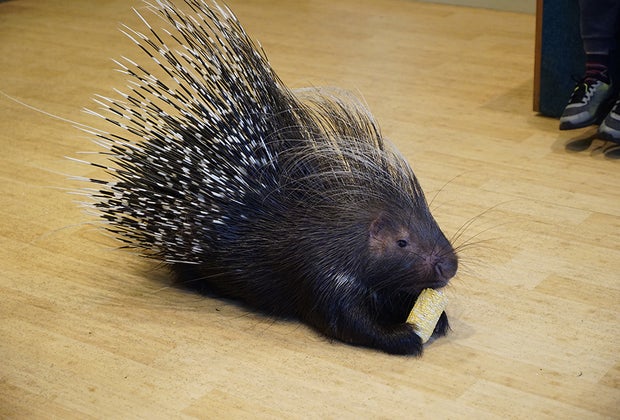 June Bug, an African porcupine, munches on corn during a Wild Encounter at the Bronx Zoo