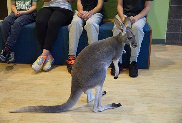 Trudy, the red kangaroo, is just learning how to be an ambassador animal at the Bronx Zoo