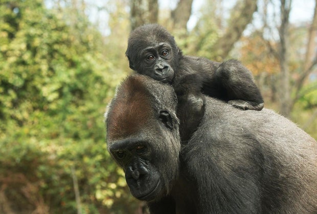 Best of the Bronx: Bronx Zoo gorillas