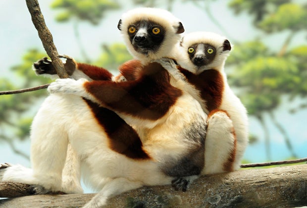 Museum memberships: Bronx Zoo